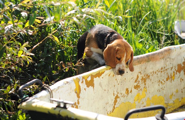 Heel eigenwijs maar een echte familiehond: de beagle